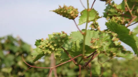 Farmer checking grape vine phylloxera leaf galls, disease, leaf, pests Stock Footage 40632056