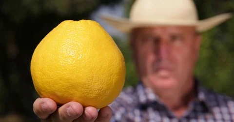Farmer Checking Grapefruit Show Close Up Camera Exotic Tropical Fruit Plant Stock-Footage 83665733