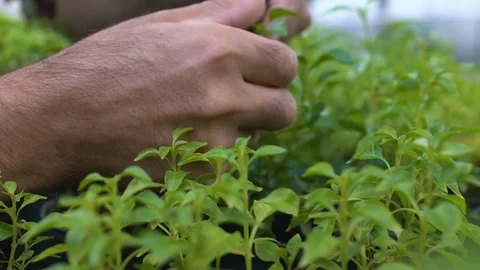 Farmer checking green plant sprouts, agricultural product quality, hands closeup 스톡 동영상 119295683