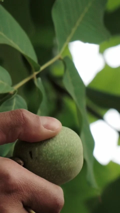 Farmer checking green walnuts growing on tree branch Stock Footage 346397145