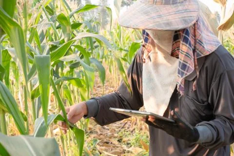 A farmer checking growth of corn and using technology Stock Photos