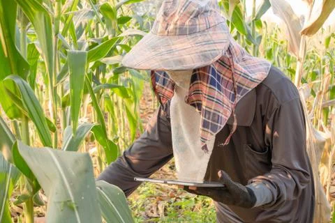 Farmer checking growth of corn and using tablet in the field Stock Photos