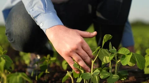 Farmer checking hand green seedlings sunset field, business growing plant Stock Footage 258987907