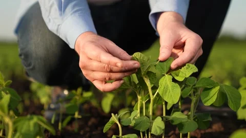 Farmer checking hand green seedlings sunset field, business growing plant Stock Footage 260881075