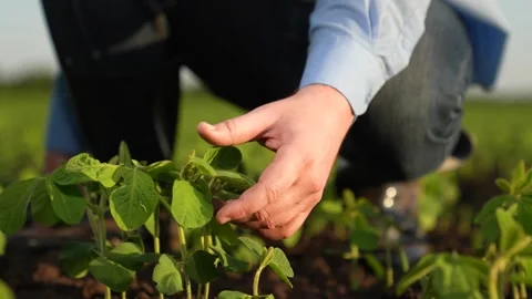Farmer checking hand green seedlings sunset field, business growing plant Stock Footage 265477916