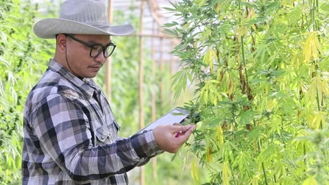 Farmer checking hemp plants in the field during a sunny summer day. Stock Footage 198987189