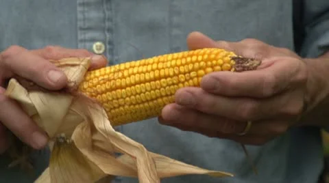Farmer checking his corn, close up Stock Footage 12208838