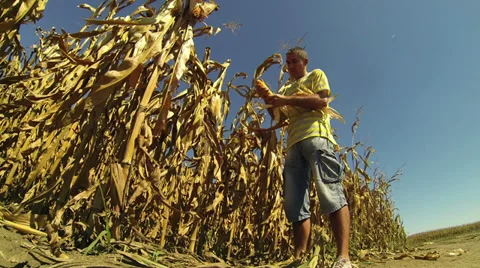 Farmer Checking his Cornfield Stock Footage 29687833