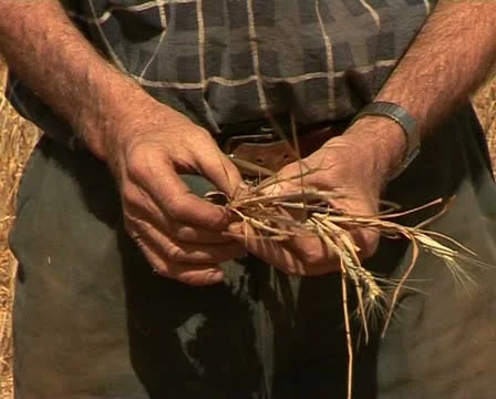 Farmer checking his dry crops, wheat, in Australia during a drought Stock Footage 21538704