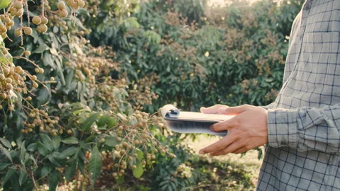 Farmer checking his immature longan in farm Stock Footage 170047338