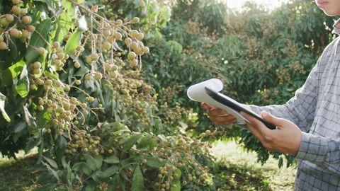 Farmer checking his immature longan in farm Stock Footage 170047451
