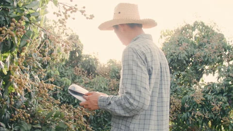 Farmer checking his immature longan in farm Stock Footage 170047552