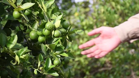 Farmer checking his lemon crop Stock Footage 300908618