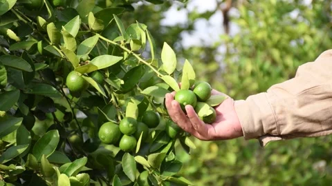 Farmer checking his lemon crop Stock Footage 300908674