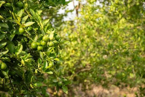 Farmer checking his lemon crop Stock Photos