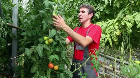 Farmer Checking His Tomato Crop Stock Footage 11984211