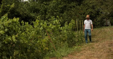 Farmer is checking his vineyard harvest Stock Footage 155737097