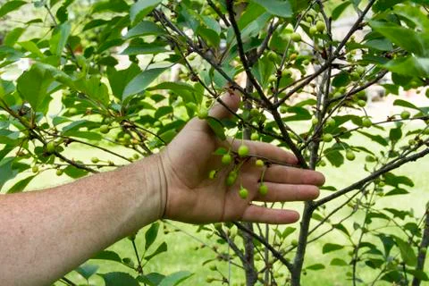 Farmer Checking His Young Cherry Trees Stock Photos