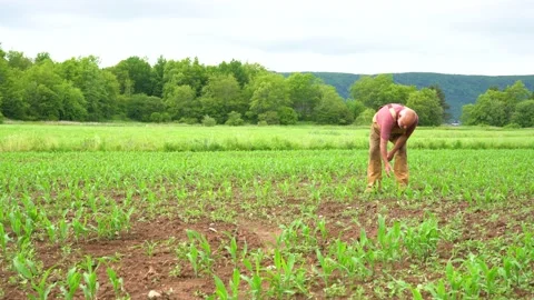 Farmer checking his young corn crop in the field Stock Footage 155714771