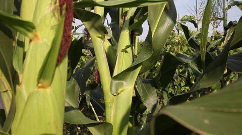 Farmer checking kernels, woman, corn field, corn cob, organic agriculture Stock Footage 40631585