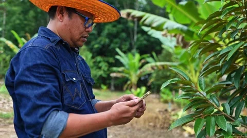 Farmer checking leaf quality using a mobile agriculture app with comparison data 動画素材 310744965