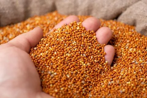 Farmer checking millet quality Stock Photos