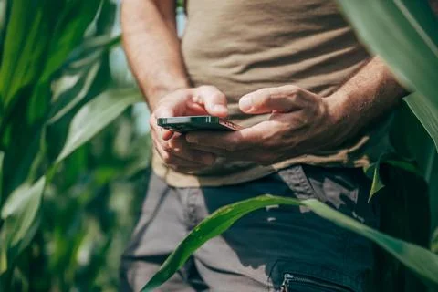 Farmer checking mobile agricultural data while standing among growing maize.. Stock Photos