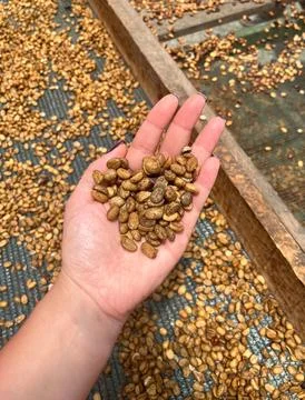 Farmer checking natural or dried in the coffee Process Stock Photos