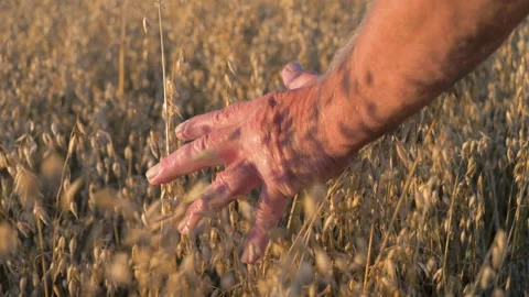 Farmer checking oat crop in field at golden hour Stock Footage 306133319
