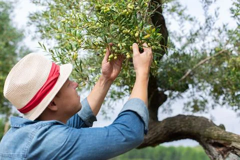 Farmer checking olive tree during harvesting season Stock Photos
