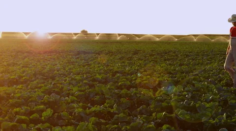 The farmer checking plants in the field of cauliflower during irrigation. Stock Footage 68179683