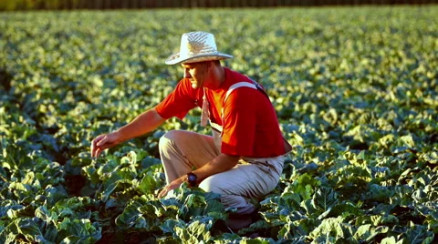 The farmer checking plants in the field of cauliflower during irrigation. Stock Footage 68180075