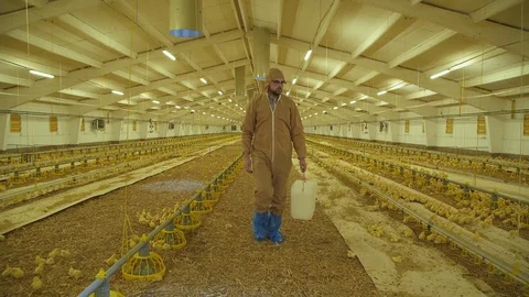 Farmer checking the process of chicken growing on poultry farm Stock Footage 112367384