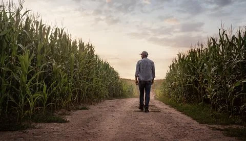 Farmer checking the quality of his corn field Stock Photos