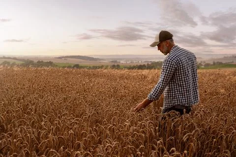 Farmer checking the quality of his wheat field Stock Photos