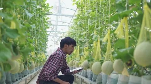 The farmer is checking the quality of the melon at the melon farm in a plastic h Stock Footage 144334280
