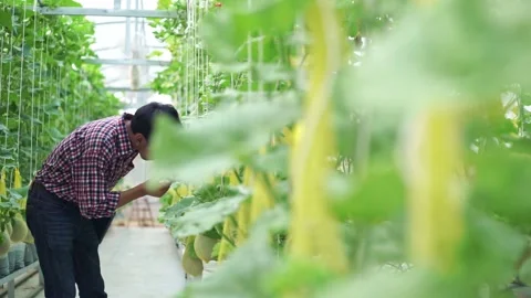The farmer is checking the quality of the melon at the melon farm in a plastic h Stock Footage 144334496