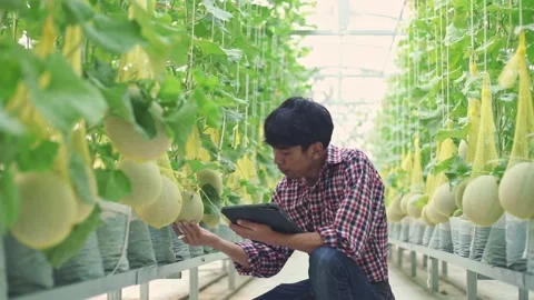 The farmer is checking the quality of the melon at the melon farm in a plastic h Stock Footage 144334502