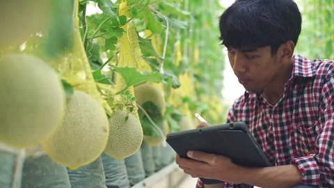 The farmer is checking the quality of the melon at the melon farm in a plastic h Stock Footage 144334510