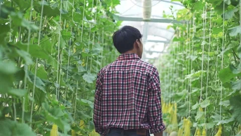 The farmer is checking the quality of the melon at the melon farm in a plastic h Stock Footage 144334591