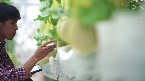 The farmer is checking the quality of the melon at the melon farm in a plastic h Stock Footage 144334636