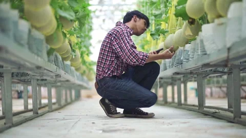 The farmer is checking the quality of the melon at the melon farm in a plastic h Stock Footage 144334719