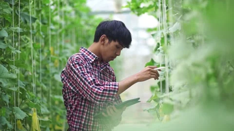 The farmer is checking the quality of the melon at the melon farm in a plastic h Stock Footage 144334737
