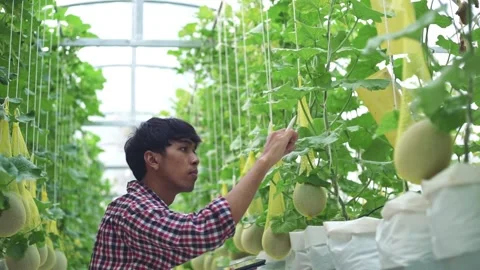 The farmer is checking the quality of the melon at the melon farm in a plastic h Stock Footage 144334742
