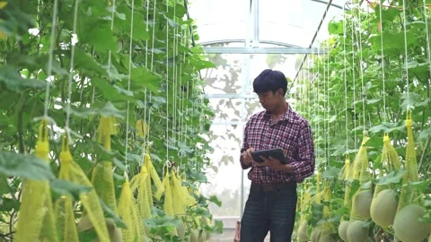 The farmer is checking the quality of the melon at the melon farm in a plastic h Stock-Footage 144334783