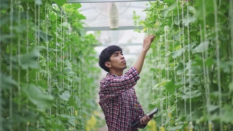 The farmer is checking the quality of the melon at the melon farm in a plastic h Stock Footage 144334802