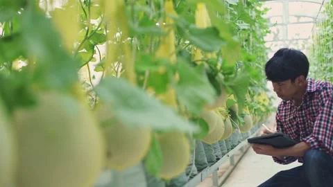 The farmer is checking the quality of the melon at the melon farm in a plastic h Stock Footage 144933589