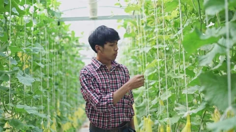 The farmer is checking the quality of the melon at the melon farm in a plastic h Stock Footage 144933626