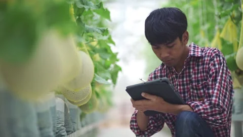 The farmer is checking the quality of the melon at the melon farm in a plastic h Stock Footage 144933632