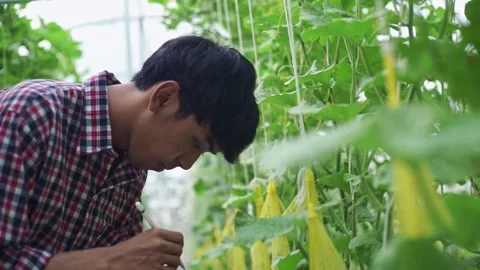 The farmer is checking the quality of the melon at the melon farm in a plastic h Stock Footage 144933673
